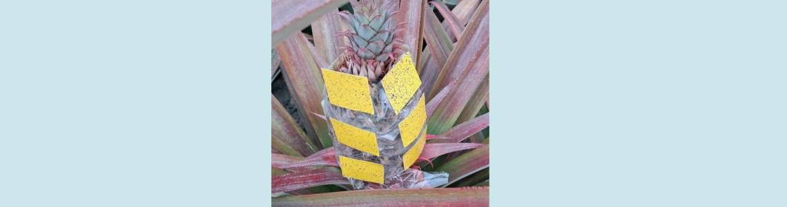 Spraying the Underside of Leaves: Yes or No? Spraying the Underside of Leaves: Yes or No?