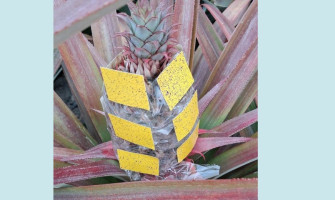 Spraying the Underside of Leaves: Yes or No?